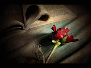 A rose by an open book