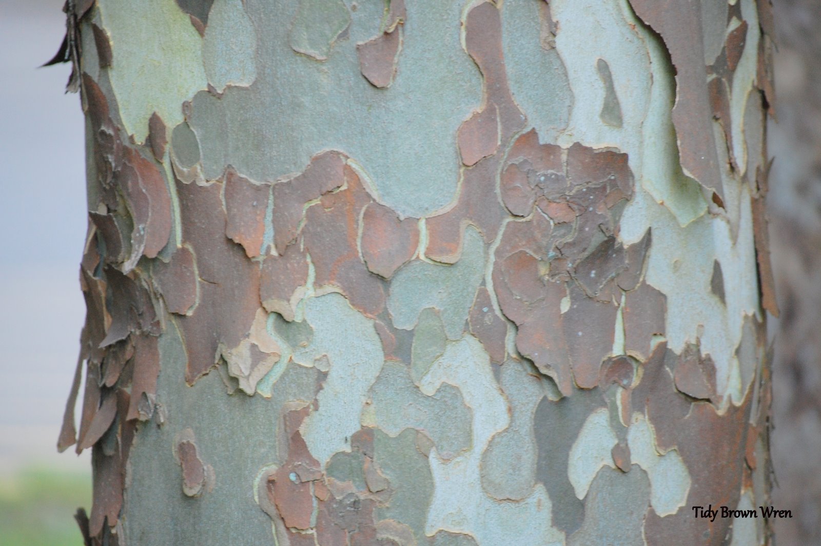 Tidy Brown Wren Bringing Order To Your Nest Adventures At