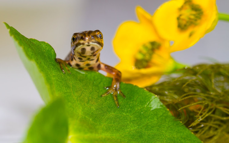 Salamander hangt op dotterblad