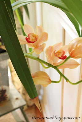 Cymbidium Orchid In Bloom