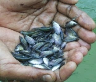 Langkah Langkah Gkap Budidaya Ikan Gurami Kaloi The Cultivation Of Gourami Fish Langkah Langkah Gkap Budidaya Ikan Gurami Kaloi The Cultivation Of Gourami Fish