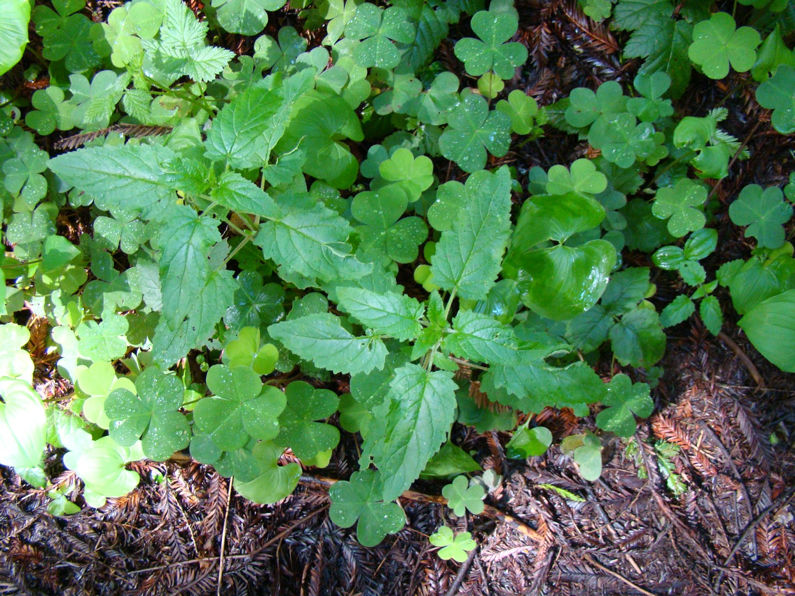 Leaves of Plants Figwort