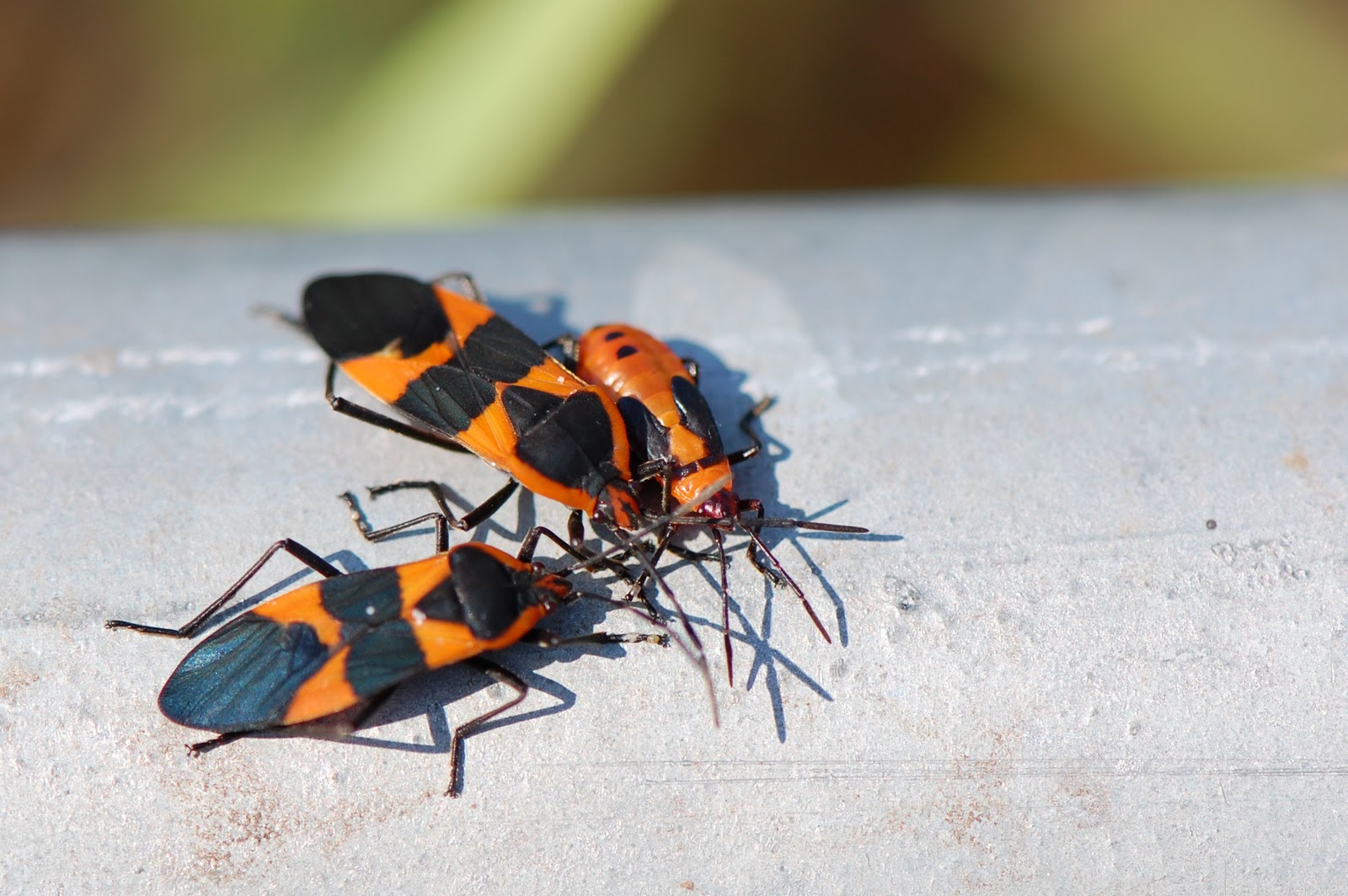Urban Wildlife Guide Red Milkweed Beetle