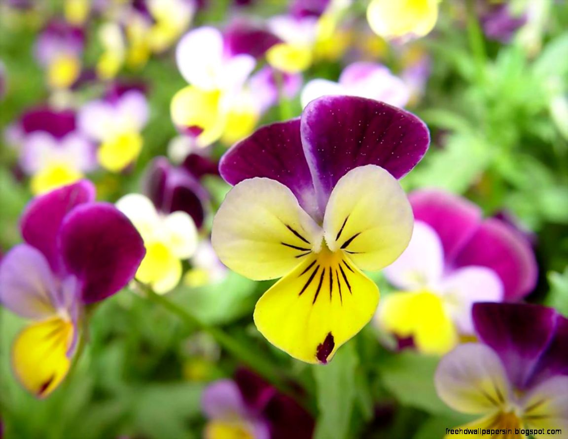 Free Pansies flowers wallpaper computer desktop wallpaper Free Pansies flowers wallpaper computer desktop wallpaper