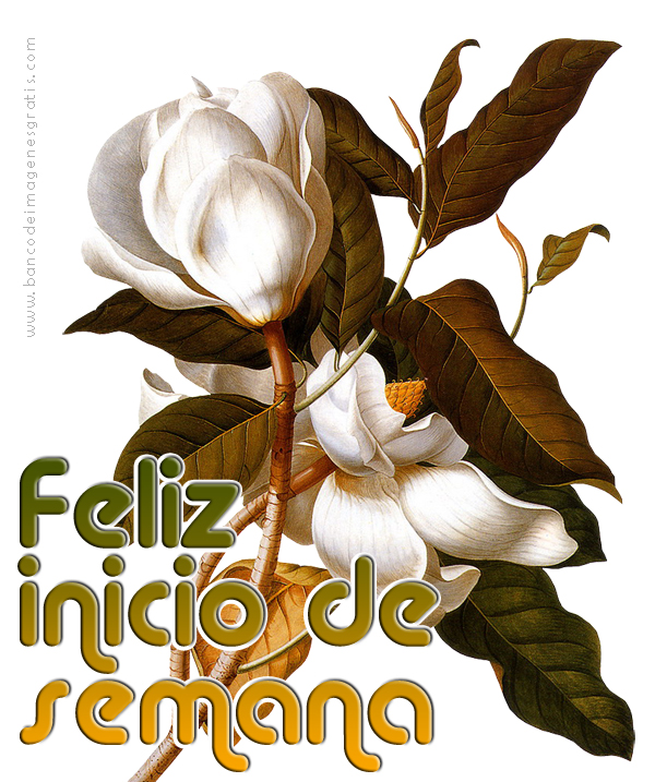 Resultado de imagen para imagenes feliz lunes con flores