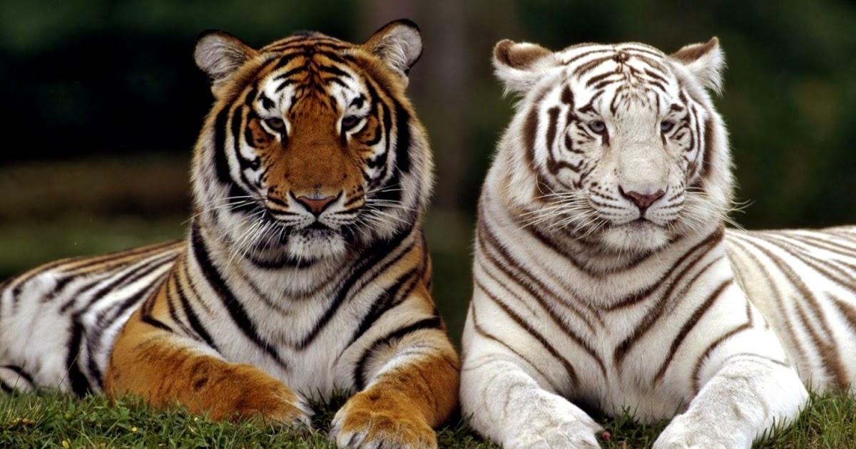 All Animals Together Amazing Wallpapers