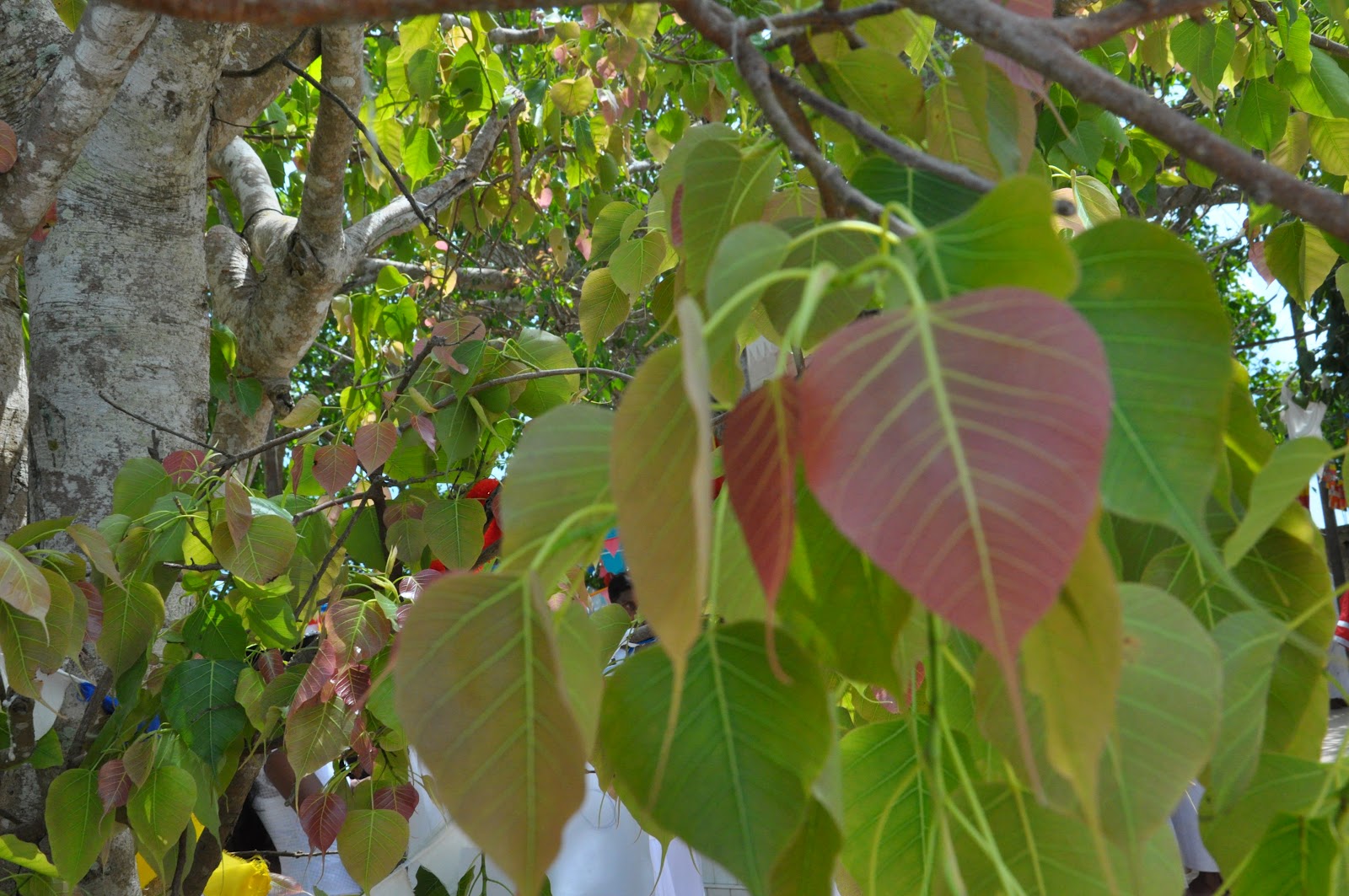 Sri Lanka Image Gallery BoTree