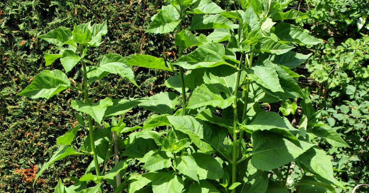 Raw Edible Plants Jerusalem artichoke (Helianthus tuberosus)