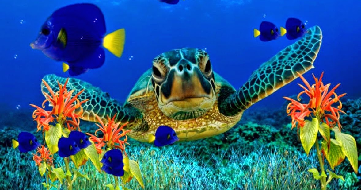 Underwater Animated Desktop Background | Zoom Wallpapers