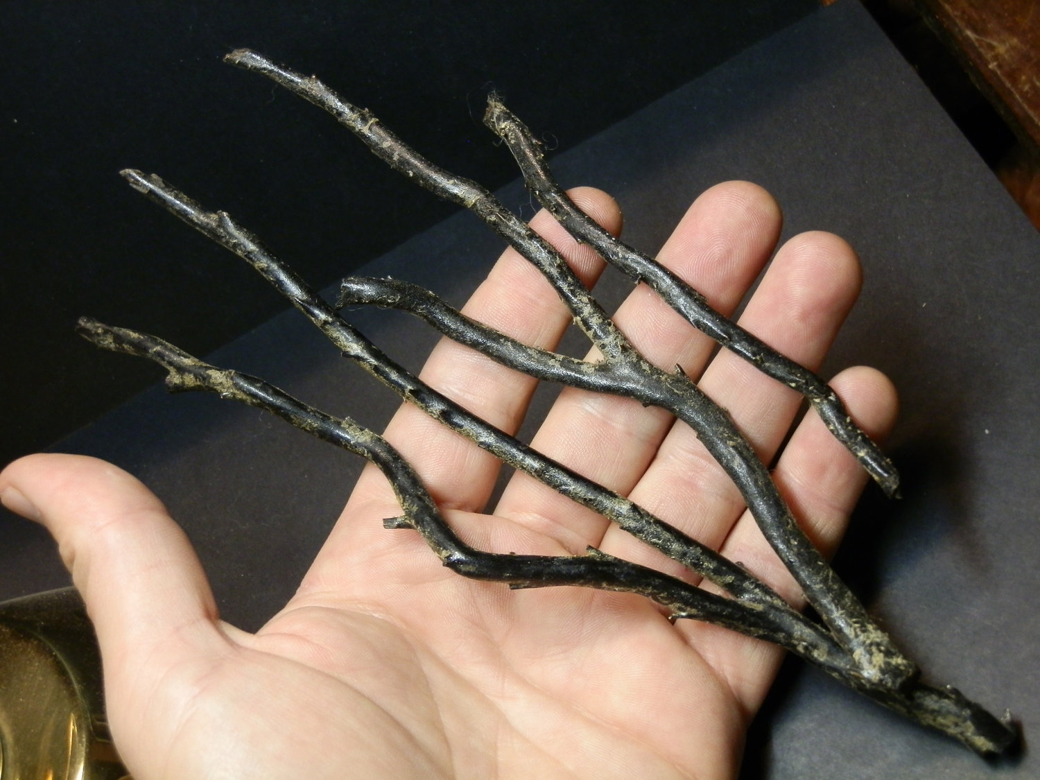 Real Monstrosities Black Coral