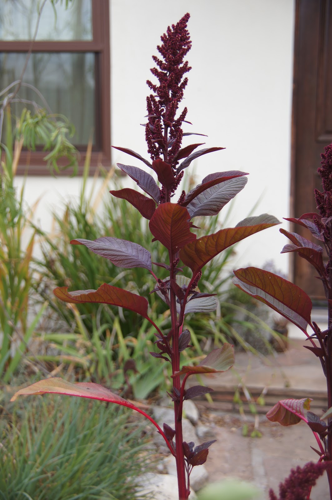 A Thinking Stomach Amaranth