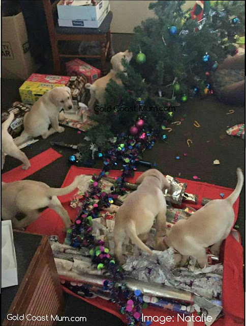 Cheeky puppies on Santa's naughty list, labrador puppies, goldcoastmum blog,christmas tree, dogs and christmas trees, 11 pups