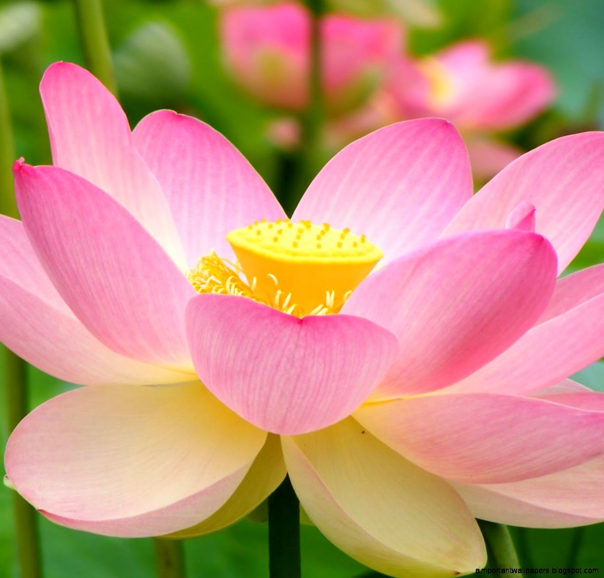 Livia Google Livia Google