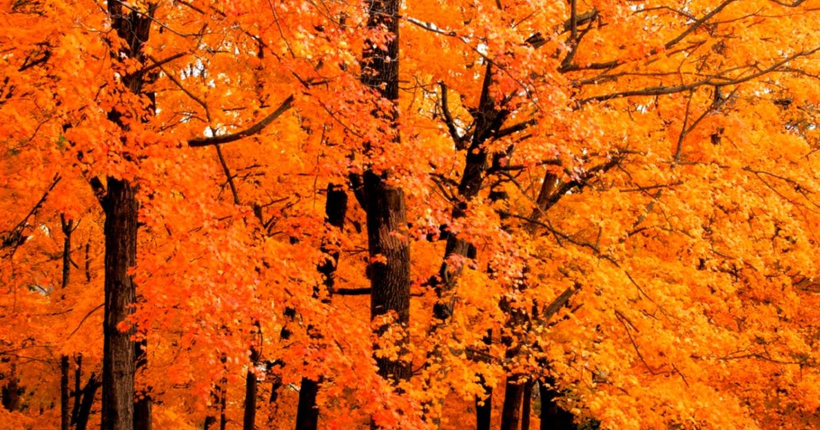 Windows 7 Autumn Wallpaper | All HD Wallpapers