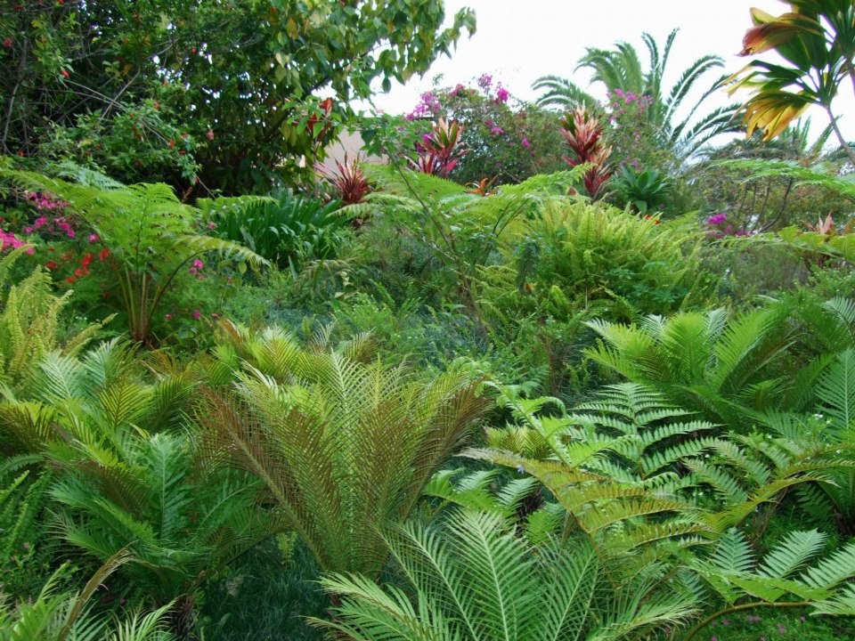 Alternative Eden Exotic Garden Madeira Series Reid's Palace Hotel