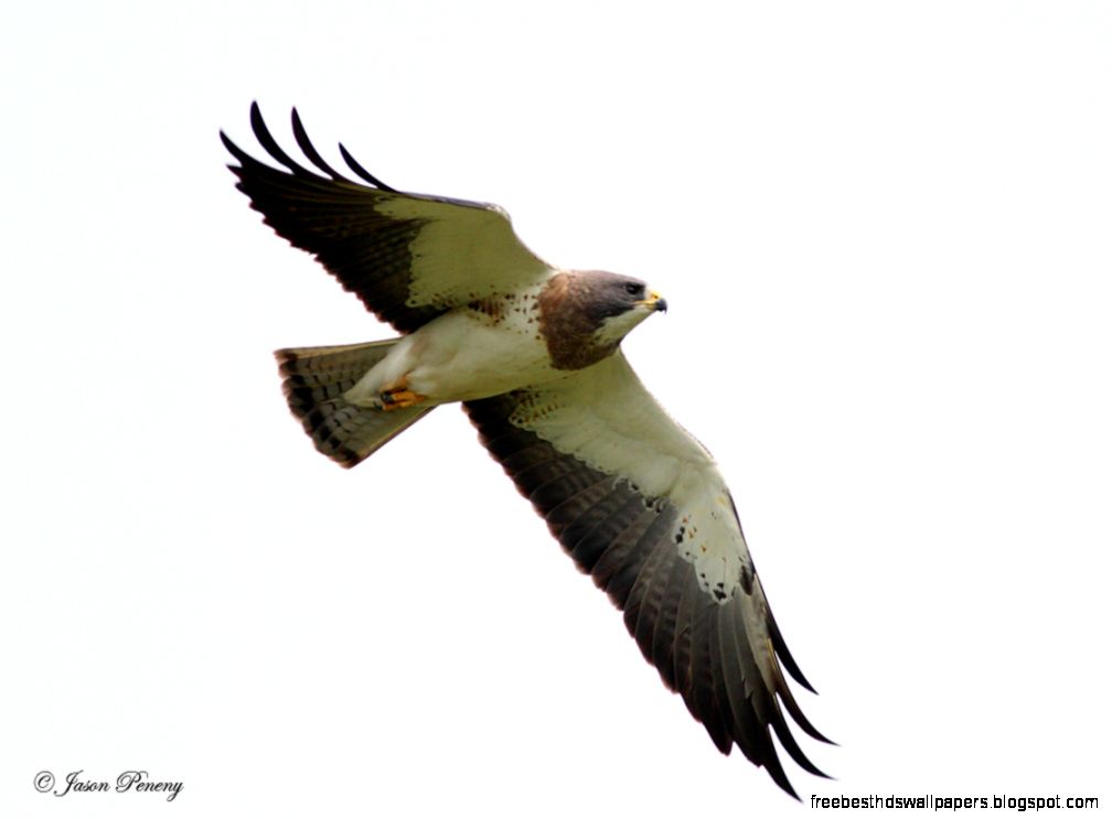 Thread Swainsons Hawk in flight Thread Swainsons Hawk in flight