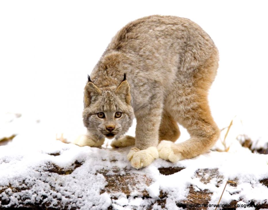 Canada Canadian Lynx Canada Canadian Lynx