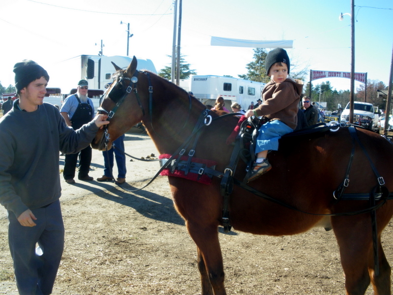 Pratie Place Dixie Draft Horse, Mule and Carriage Auction, Troutman NC