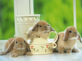 cute-bunnys-domestic-animals-2785589-1024-768.jpg