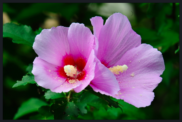 youkchoiumich.edu The national flower of South Korea