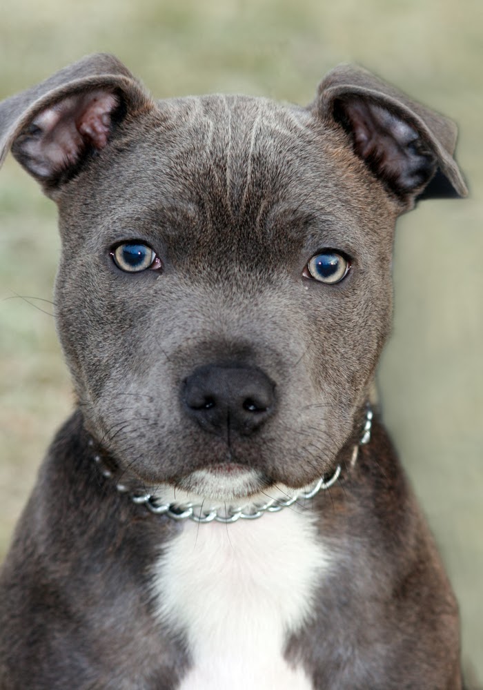 iron king kennels blog 6 tips for training your new pitbull puppy