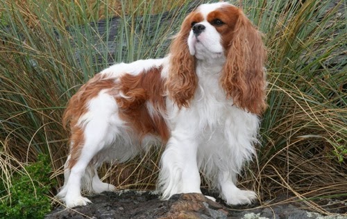 สายพันธุ์สุนัขต่างๆทั่วโลก: คาวาเลียร์ คิง ชาลส์ สแปเนียล (Cavalier King Charles Spaniel)