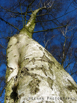 Photo of a birch tree and beautiful blue sky