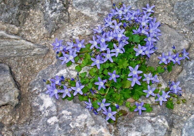 letbeautybeyourconstantideal