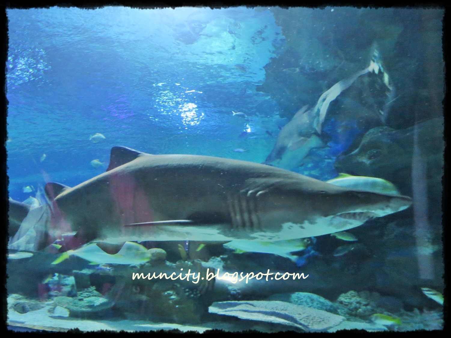 Lalalaland... Aquaria KLCC