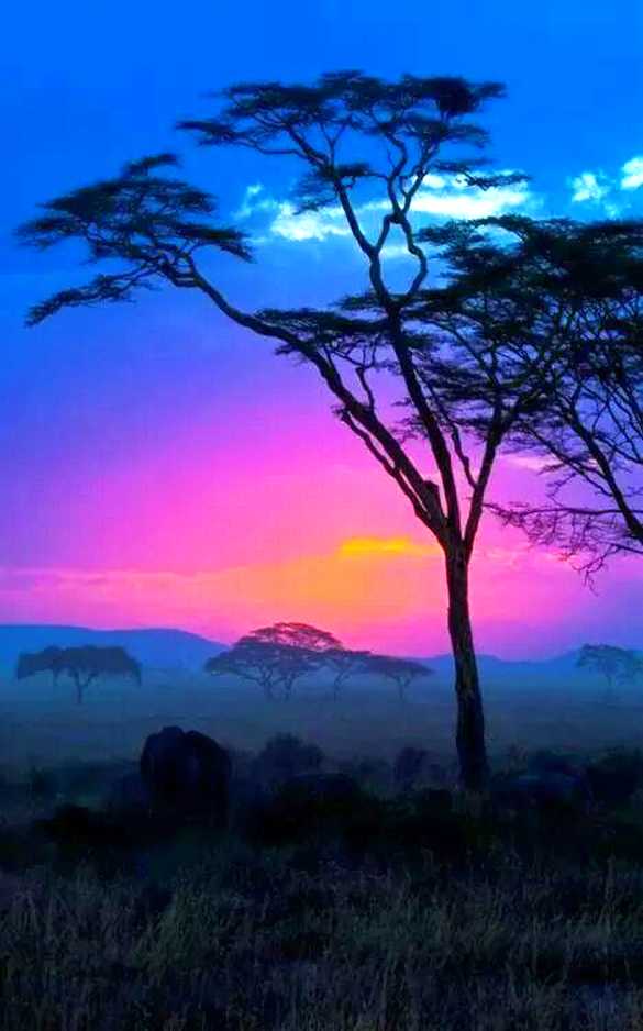 savannah-background