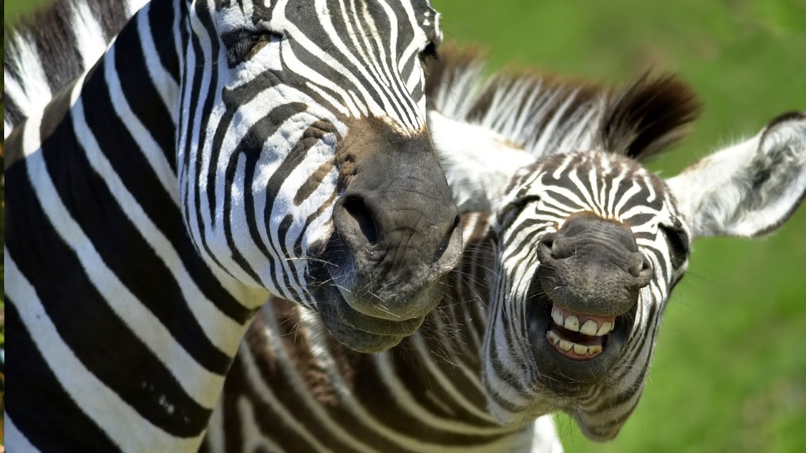 Funny Zebras Pictures