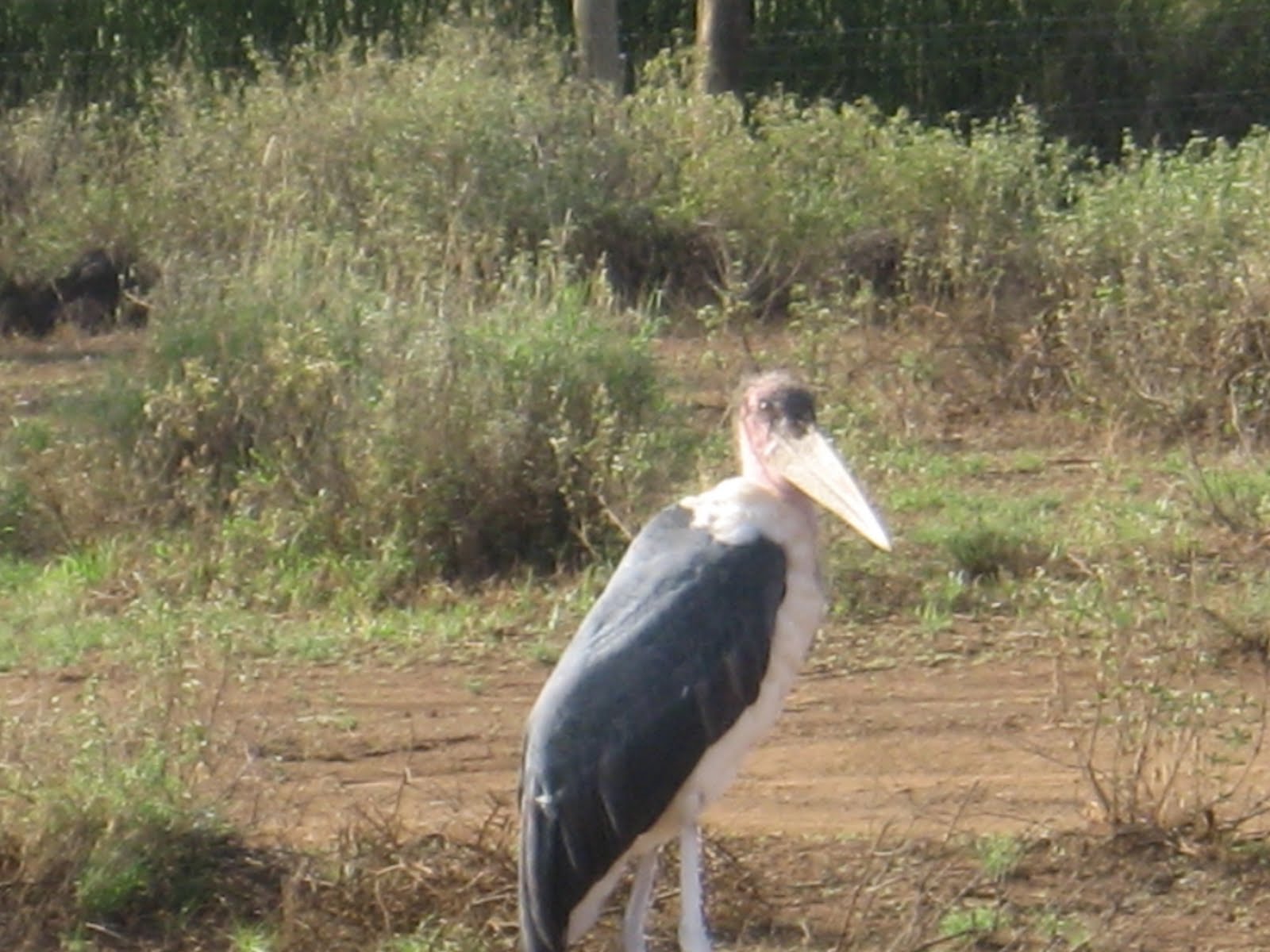 grace notes Birds of Kenya