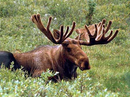 Asian Moose