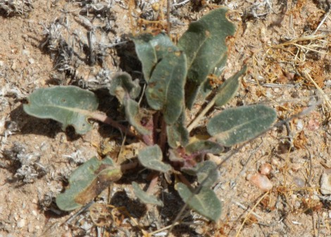 Prickly Paradise A Newcomer Living In The Desert Thorns