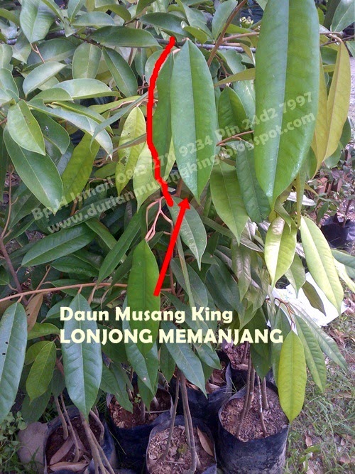 bibit durian musang king budidaya durian musang king bibit durian musang king budidaya durian musang king