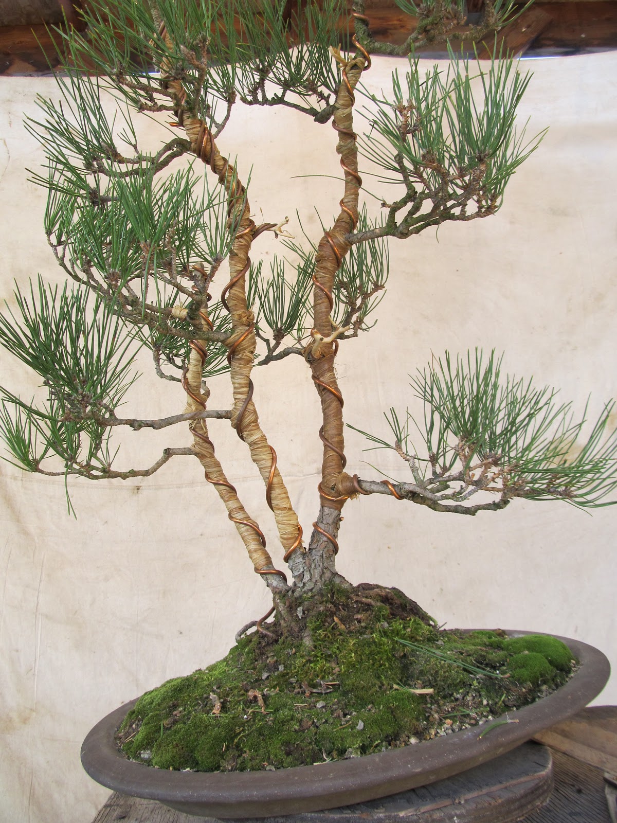bonsaibp's bonsai blog Triple trunk pine