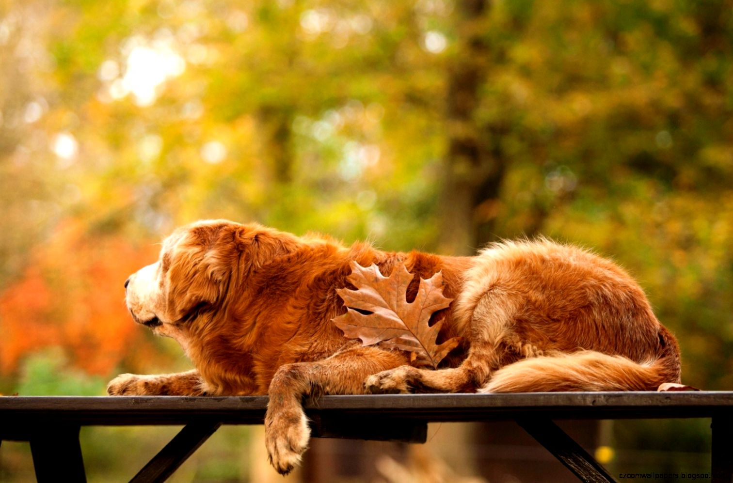 Golden Retriever Dog Wallpapers 1680x1050PX Golden Beach Hd Golden Retriever Dog Wallpapers 1680x1050PX Golden Beach Hd