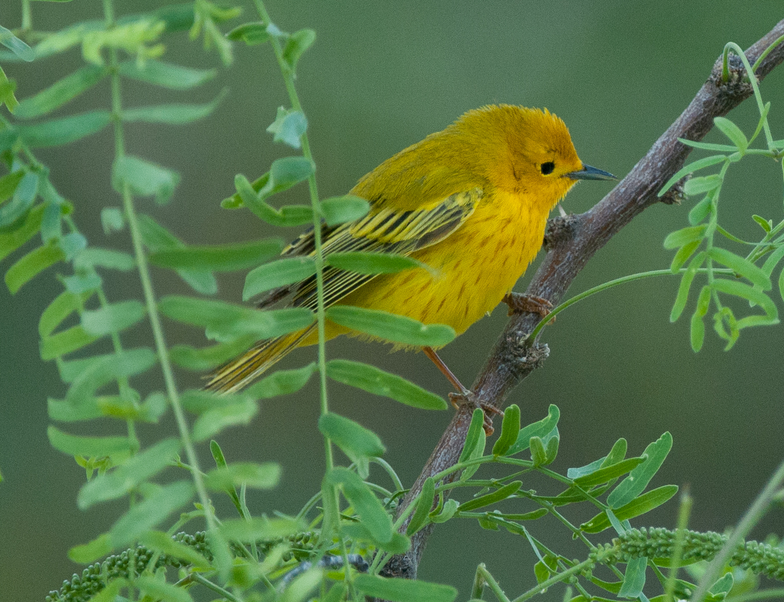 Birds of Different Feathers BIrds of Arizona
