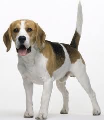 Beagle vs. Bagel. It's a Southern thing, y'all. - Leslie Anne Tarabella blog.