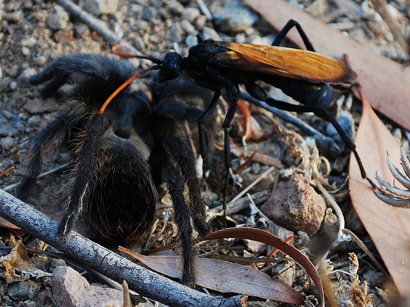 Mahogany+Wasp+Sting Mahogany Wasp Sting http://backintonature.blogspot.com/2011/05/natures ...