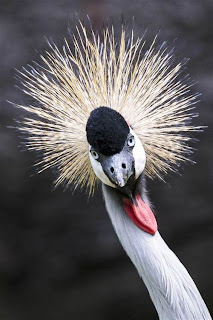 Black Crowned Crane at the zoo in Dresden