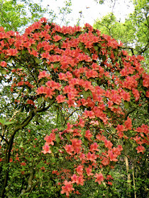 Yangmingshan Red Flowers Spring