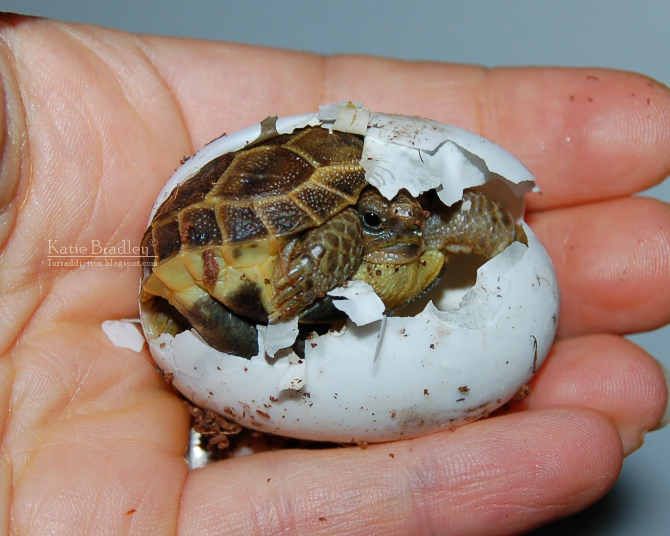 Tortaddiction More Russian tortoise eggies!