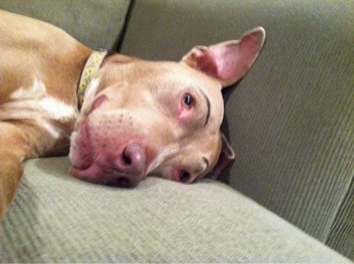 Dogs With Eyebrows (27 Pics) STATIONGOSSIP