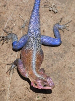 Flat headed agama lizard