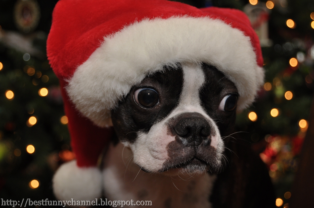 Cute and funny pictures of animals 16 .Christmas.