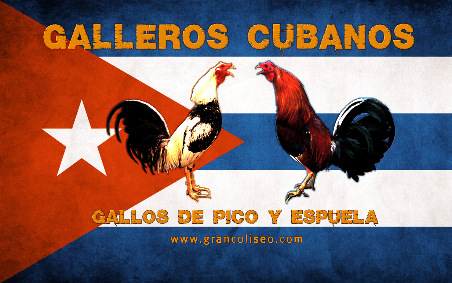 gallerosdecalle Un mirada a la lidia de gallos en la isla de cuba desde la experiencia de los