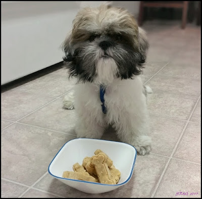 homemade dog treats featured on the pet parade pet bloggers blog hop where the animal lovers are