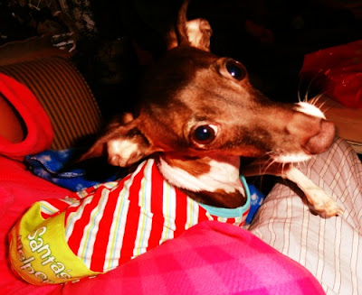 Beans as Santa's Helper!