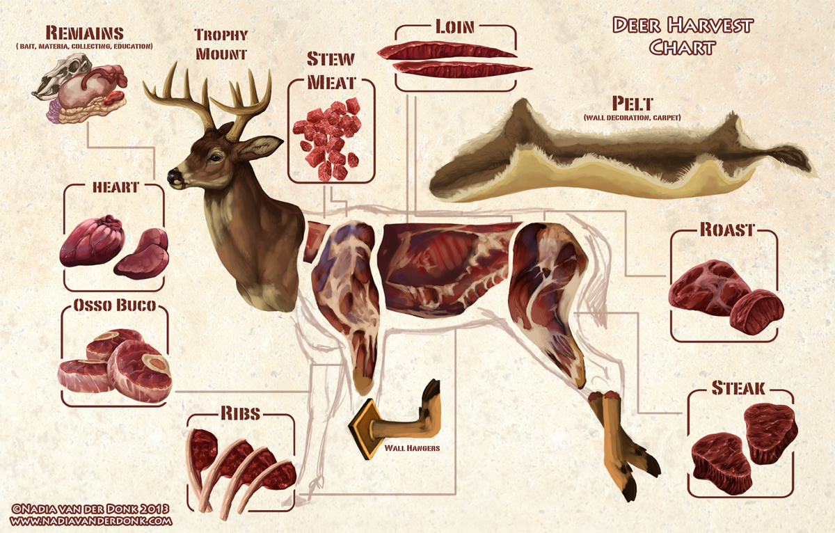 Whitetail Deer Movement Chart